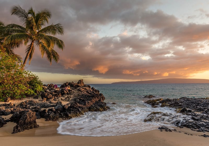 Palm-lined Shores